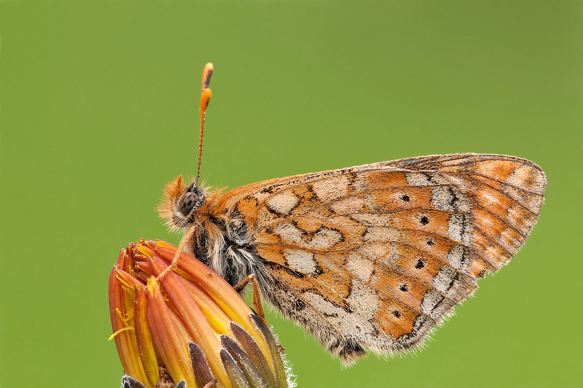 Euphydryas aurinia?